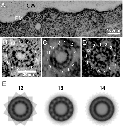 Fig. 6.