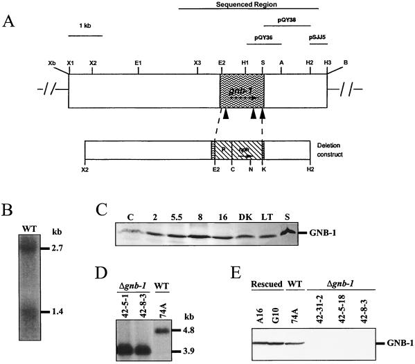 FIG. 1.