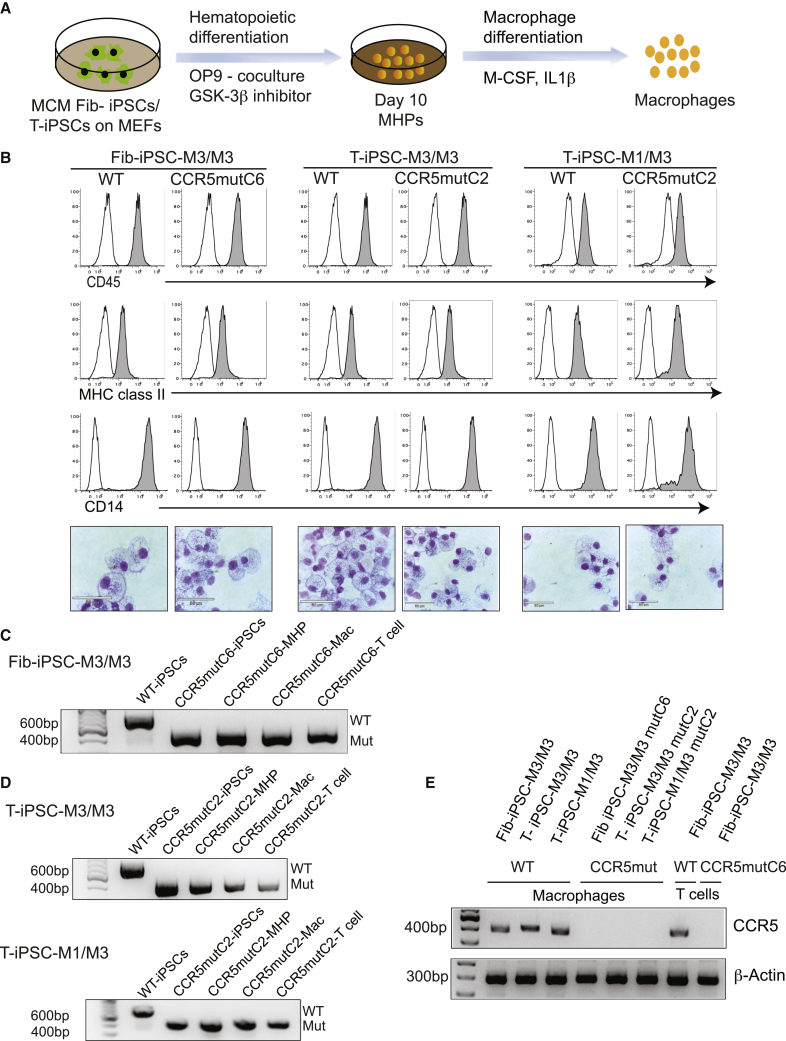 Figure 3