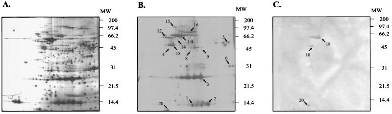 FIG. 1