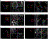Extended Data Fig. 6 |