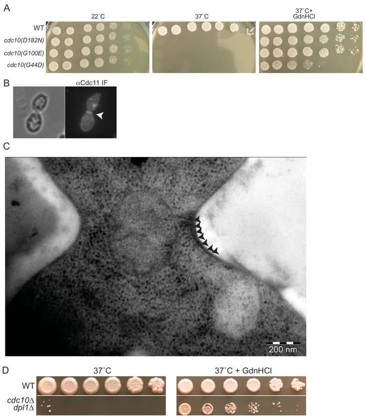 Figure 1—figure supplement 1.