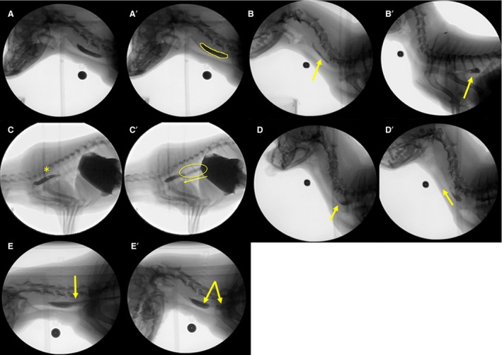 Figure 5