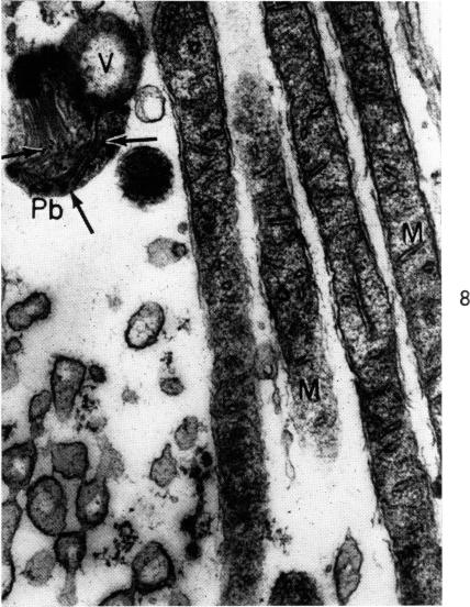 Fig. 8