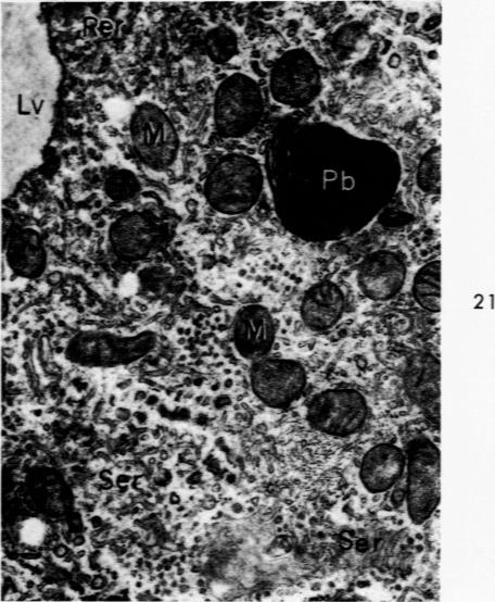 Fig. 21