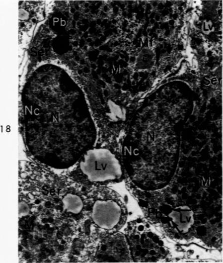 Fig. 18