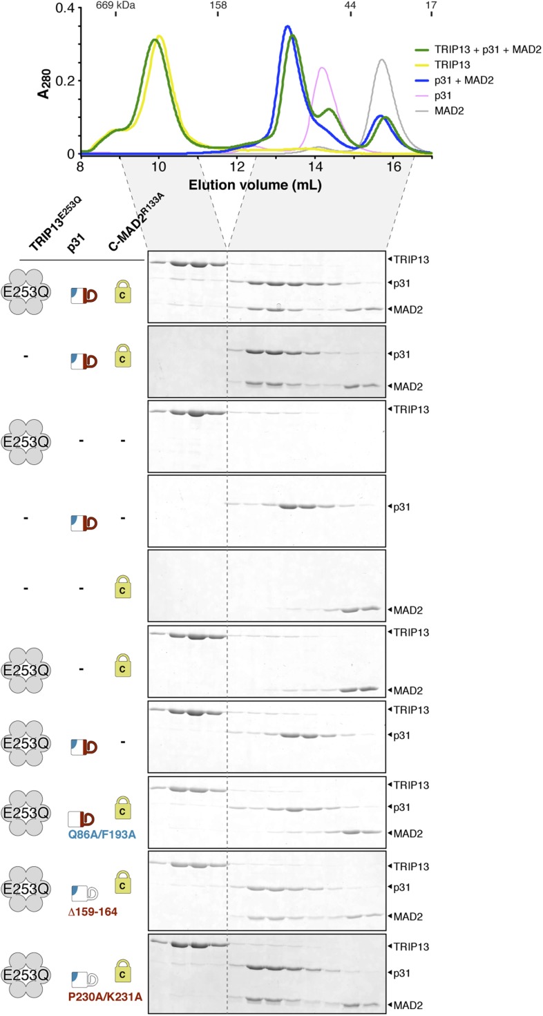 Figure 5—figure supplement 1.