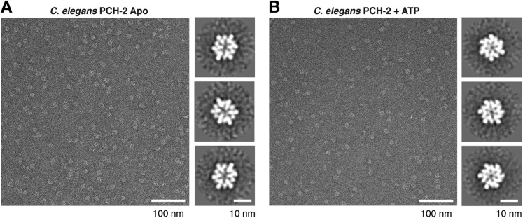 Figure 1—figure supplement 1.