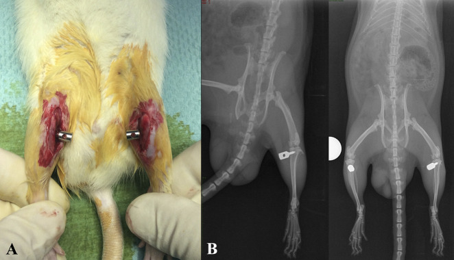 Fig. 2 A-B