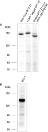Figure 1—figure supplement 4.