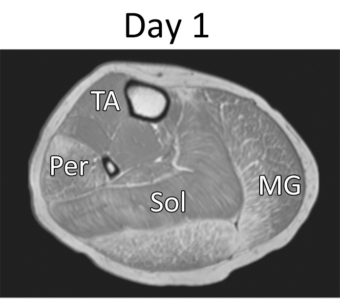 Figure 2a: