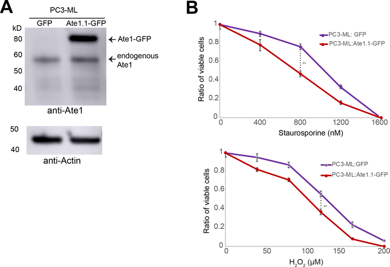 Figure 4: