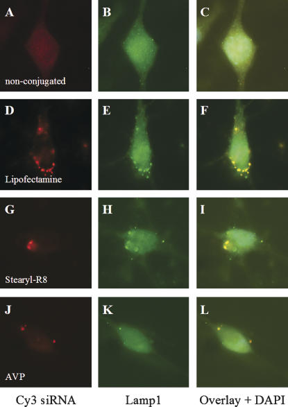 FIGURE 2.