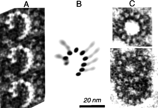 Figure 7.