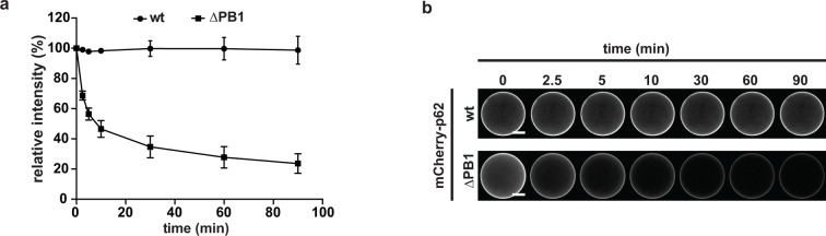 Figure 3—figure supplement 1.