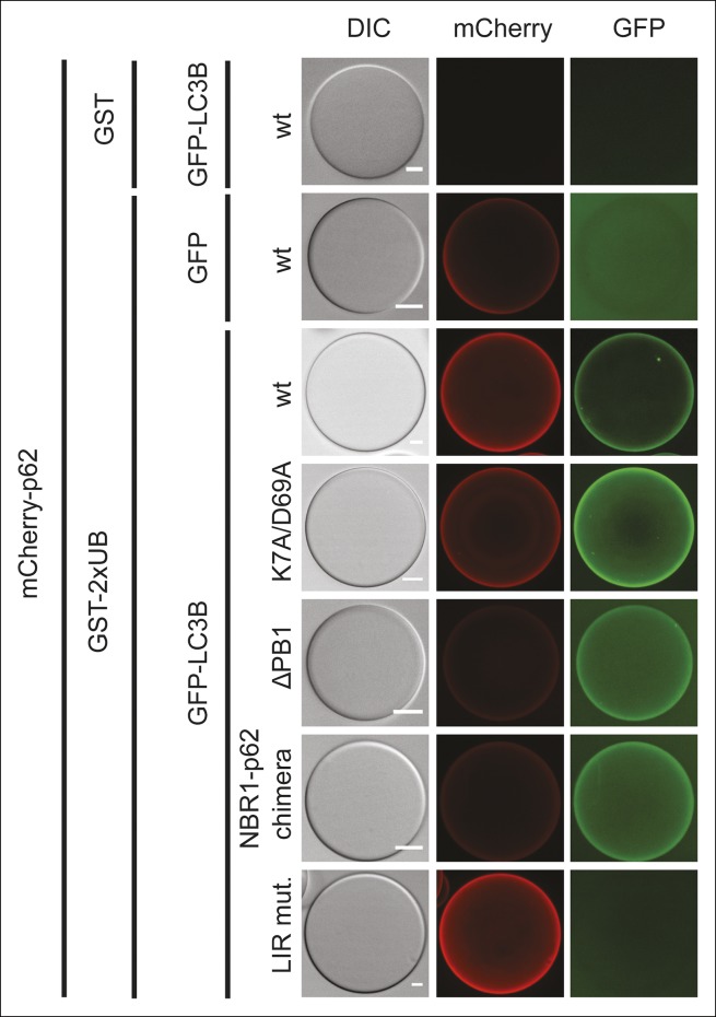 Figure 5—figure supplement 1.