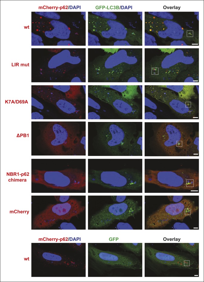 Figure 7—figure supplement 1.