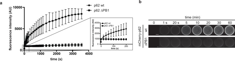 Figure 3—figure supplement 2.