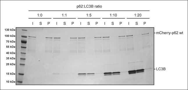 Figure 4—figure supplement 1.