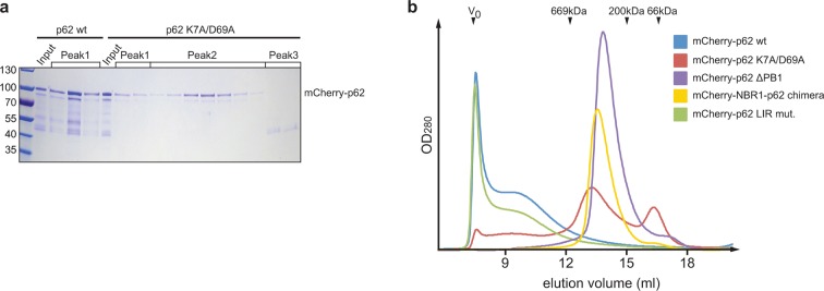 Figure 2—figure supplement 1.