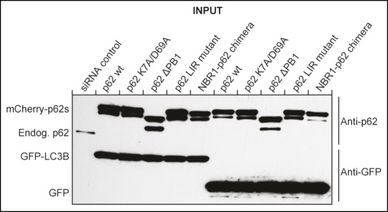 Figure 2—figure supplement 2.