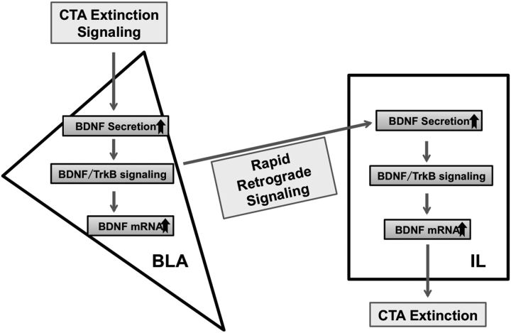 Figure 10.