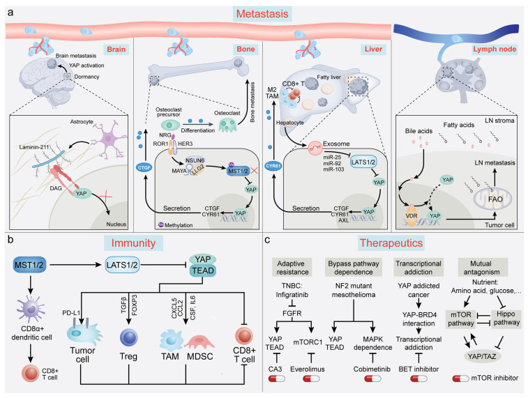 New Insights into YAP/TAZ-TEAD-Mediated Gene Regulation and Biological ...