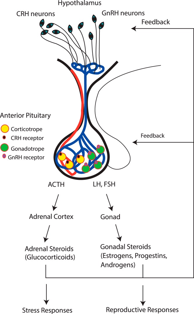 Figure 11.