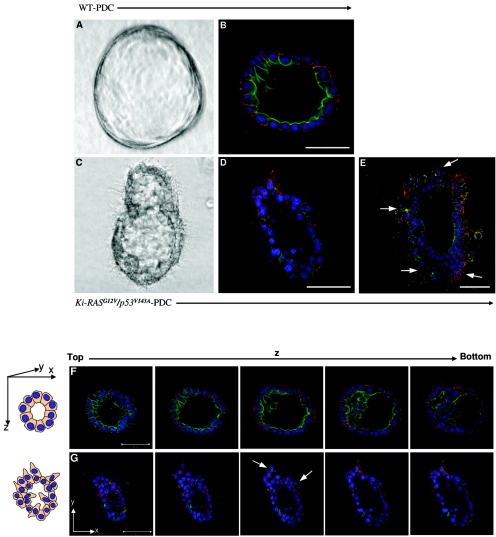 FIG. 2.