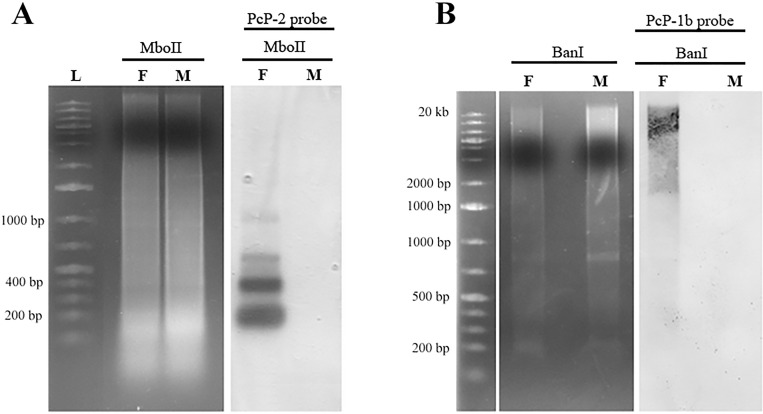 Fig 10