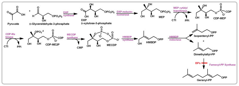 Scheme 2