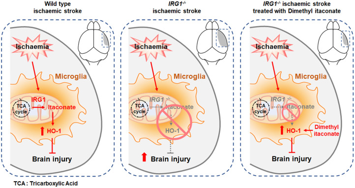 Graphical Abstract