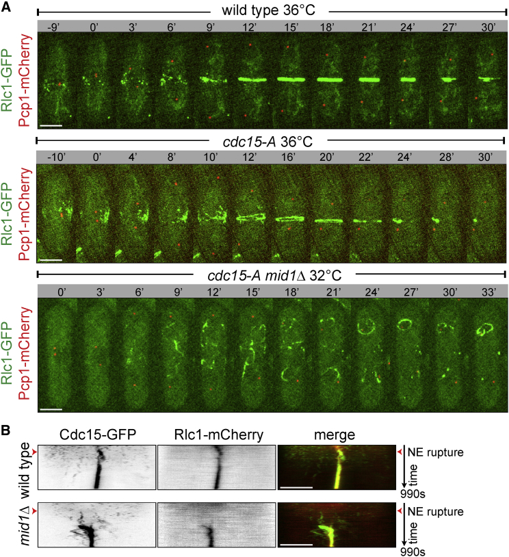 Figure 2