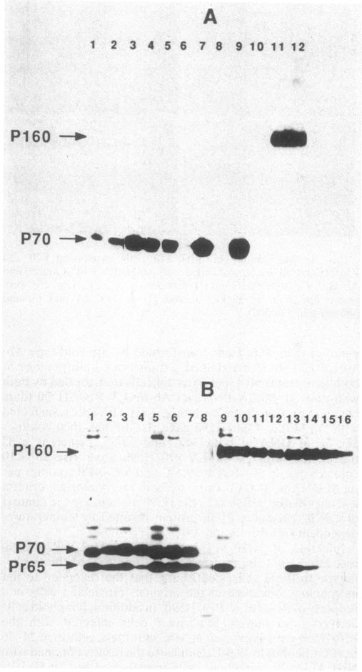 graphic file with name pnas00337-0233-a.jpg