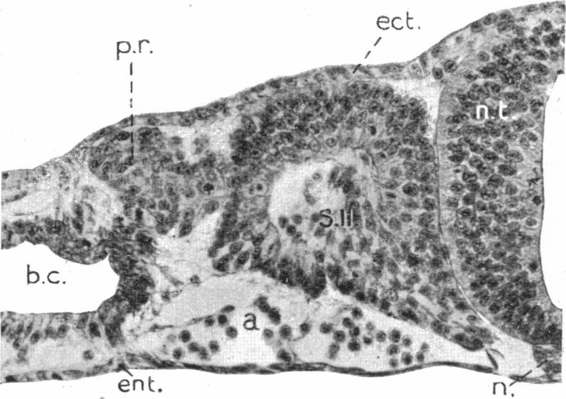 Fig. 11