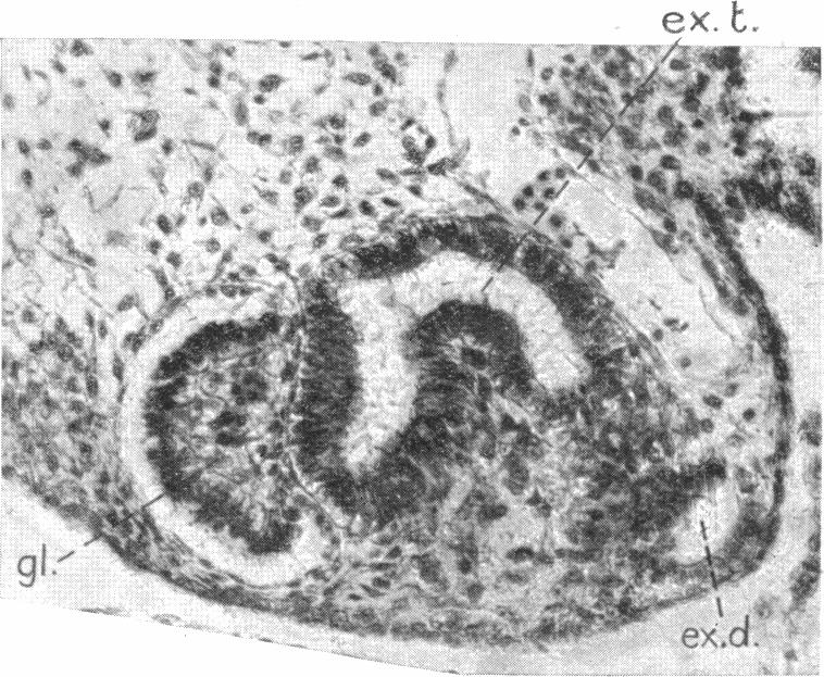 Fig. 19