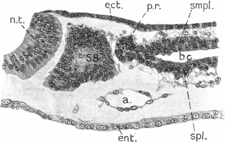 Fig. 1a