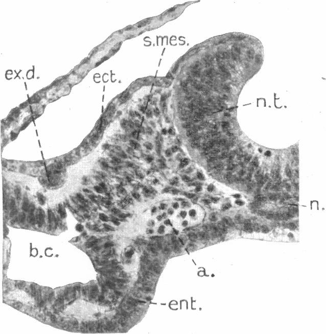 Fig. 17