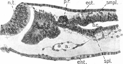 Fig. 1b