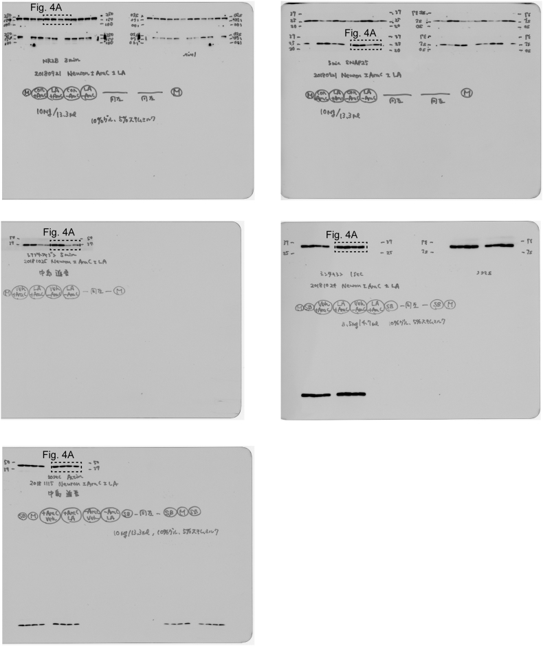 Supple Ref to Fig4A