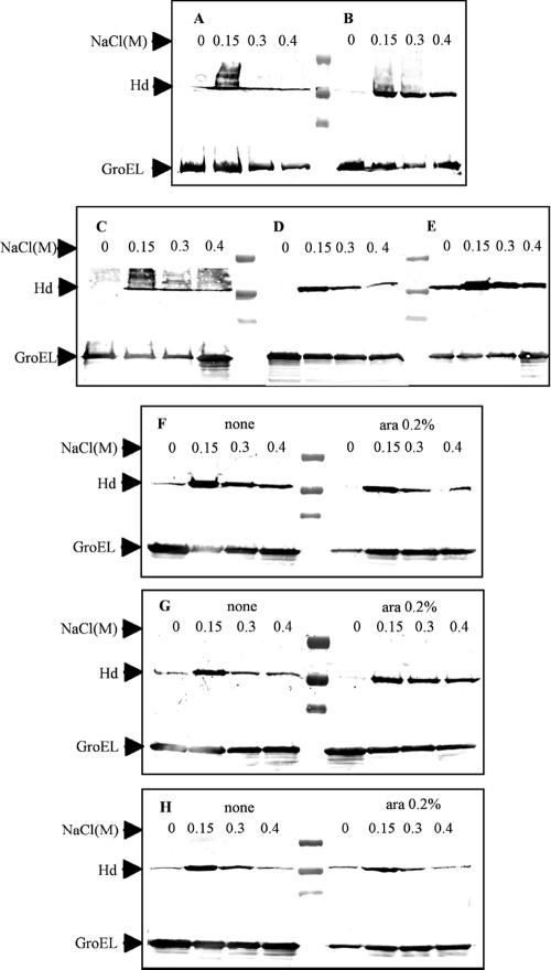 FIG. 5.