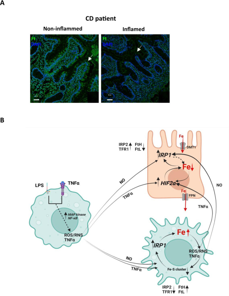 Figure 6: