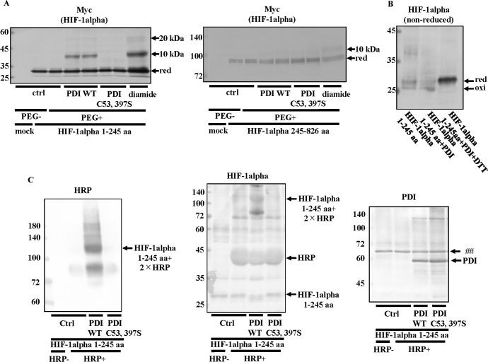 Fig 10