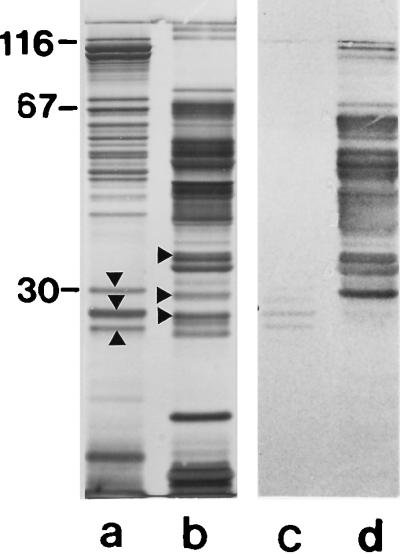 FIG. 7