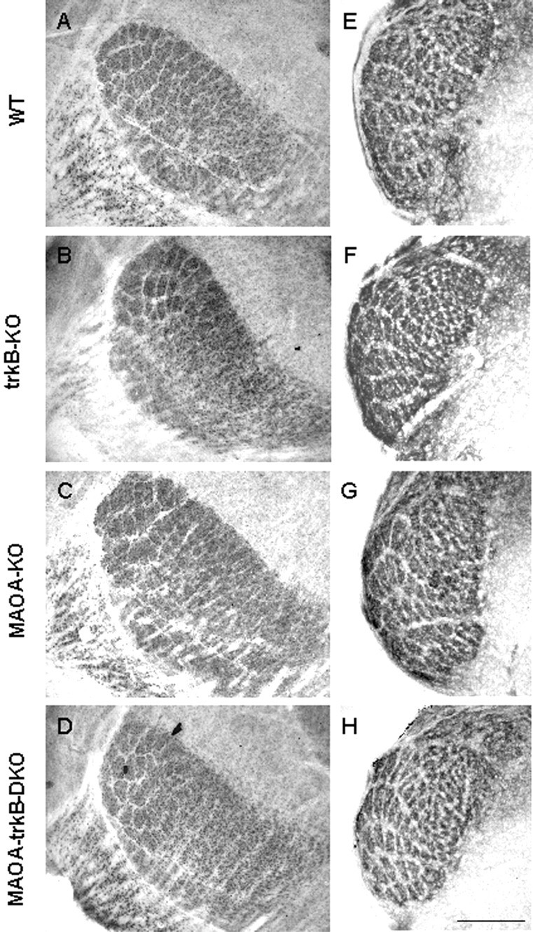 Fig. 9.