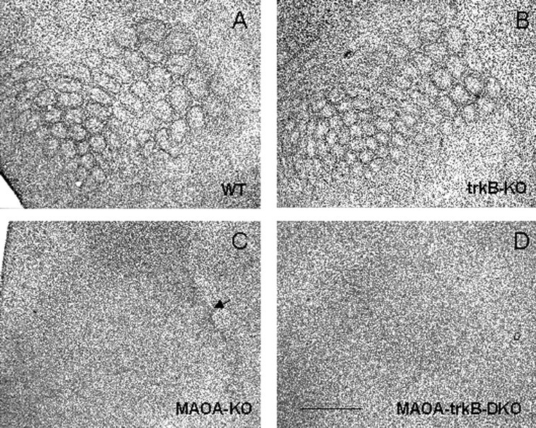 Fig. 8.