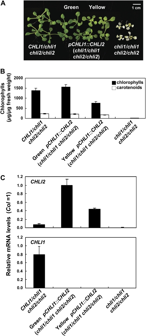 Figure 5.