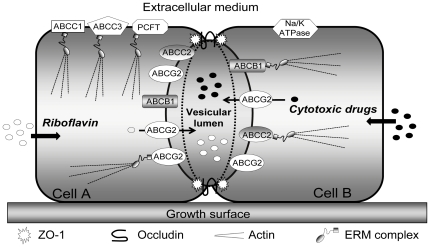 Figure 9