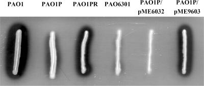 FIG. 1.