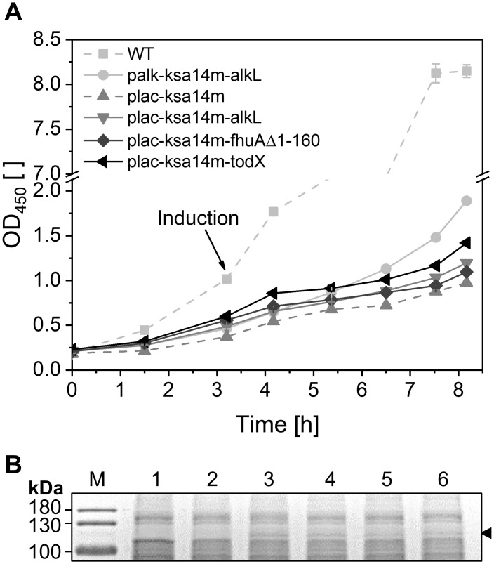 Fig 6